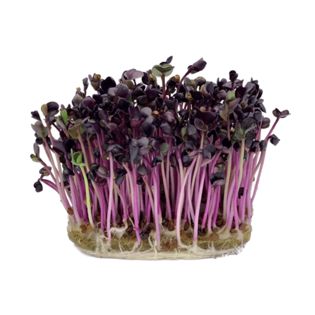 RIDICHE PURPURIE 4x20g (80g total)