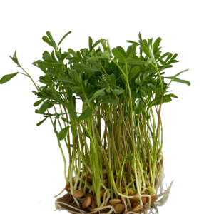 LINTE 4x20g (80g total)