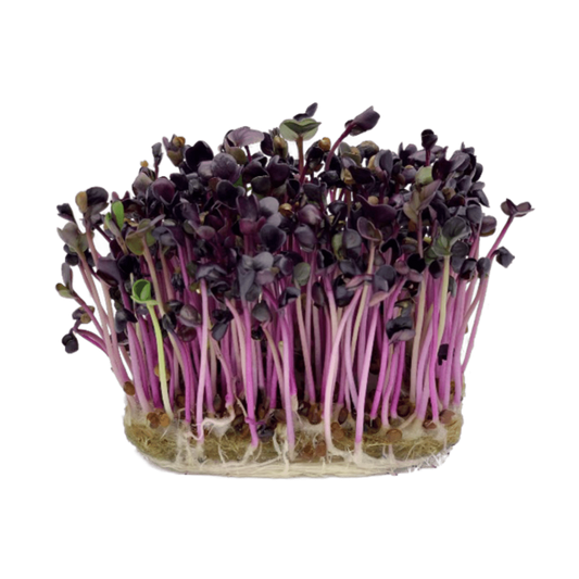 RIDICHE PURPURIE 4x20g (80g total)