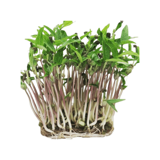 FASOLE MUNG 4x25g (100g total)