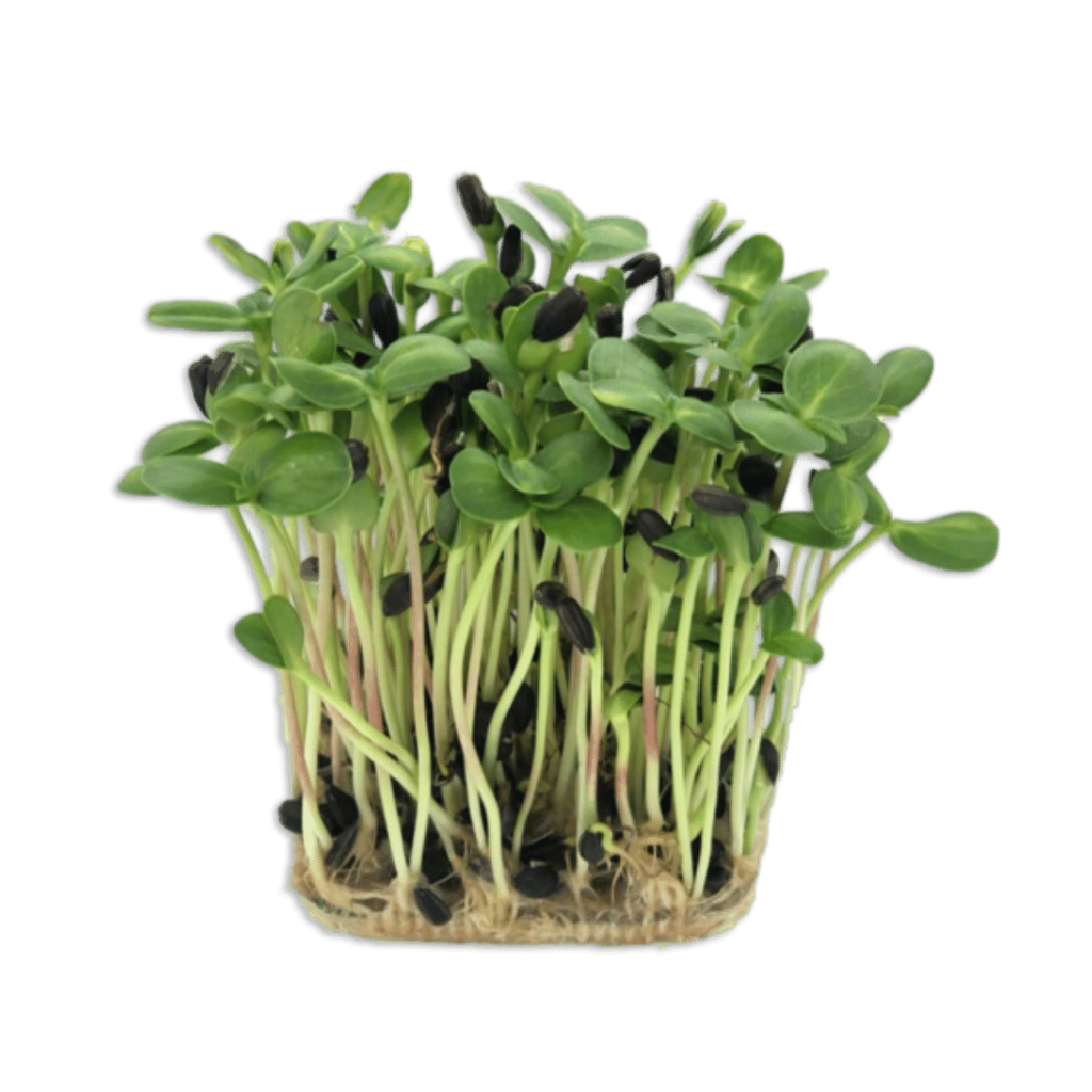 FLOAREA SOARELUI 4x25g (100g total)