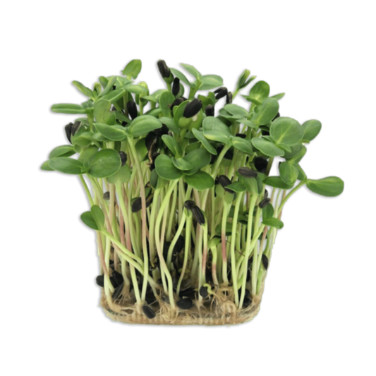 FLOAREA SOARELUI 4x25g (100g total)